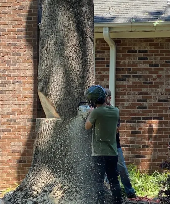 Tree Removal Slider