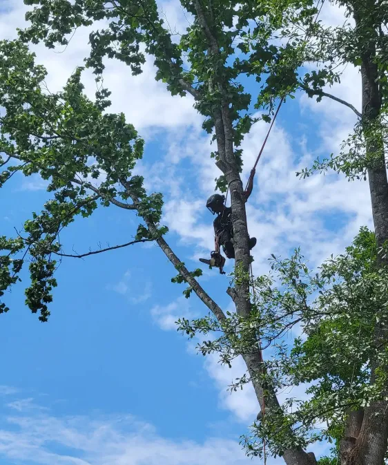 Tree Trimming Slider